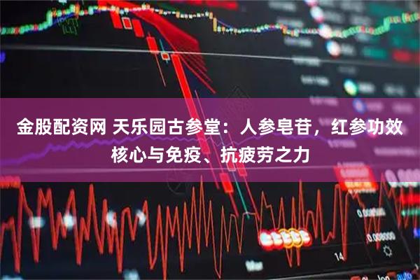 金股配资网 天乐园古参堂：人参皂苷，红参功效核心与免疫、抗疲劳之力